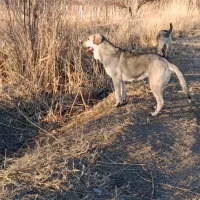 جهت واگذاری