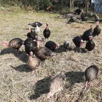 فروش بوقلمون