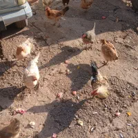 خروس محلی ۱۰ عدد|حیوانات مزرعه|ویسیان, |دیوار