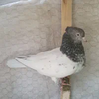 کبوتر|پرنده|شیراز, لاله|دیوار