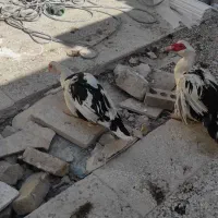 آوردم موسکویی