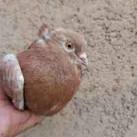 کفتر زرد نر مست نوک قناری