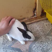 خرگوش|موش و خرگوش|رشت, سلیمانداراب|دیوار