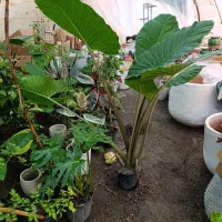 فروش بابا آدم های یک‌ونیم‌ودومتری|گل و گیاه طبیعی|مشگین شهر, |دیوار