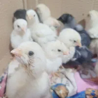 جوجه لاری اصل