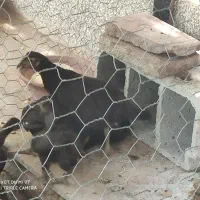 خلفه خروس سیاه