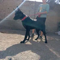 واگذاری سگ مالینویز  بلاک ماده سن یک سال فی 10|سگ|رشت, گیل|دیوار