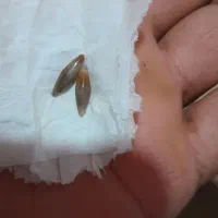 مهره اصل|کلکسیون اشیاء عتیقه|میناب, |دیوار