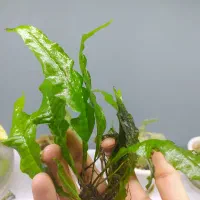 گیاه اکواریومی سرخس جاوا