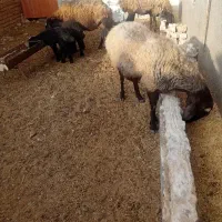 میش بره دار جوان دو دندان