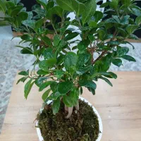 گل و گیاه بنسای جنسینگ پر برگ تنه دار|گل و گیاه طبیعی|تهران, صفا|دیوار