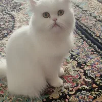 گربه خانگی|گربه|سقز, |دیوار