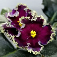 خاصترین بنفشه های ایران با تنوع 420 واریته مختلف|گل و گیاه طبیعی|لاهیجان, گلستان|دیوار