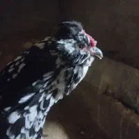 مرغ گلین|حیوانات مزرعه|بن, |دیوار