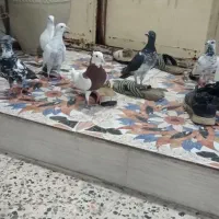 6 عدد کبوتر همشون با هم 900 تونن