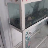 اکواریوم با پایه فرفورژه|ماهی|مشهد, حجاب (شهرک غرب)|دیوار