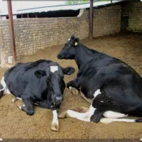 سرمایه گذار.شراکت درگاوداری و مغازه کارگاه لبنیات