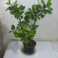 گل و گیاه آپارتمانی