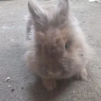 خرگوش تپلو و باهوش