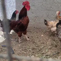 خروس سالم سرحال