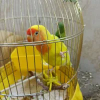 طوطی برزیلی|پرنده|تهران, باغ خزانه|دیوار