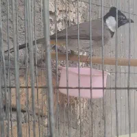 قناری عروس هلندی سخنگو|پرنده|کرمان, |دیوار