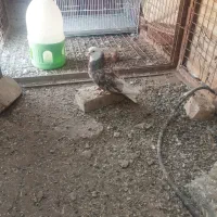 تله تور کبوتر با یه جفت کبوتر به فروش میرسد|پرنده|تهران, مسعودیه|دیوار