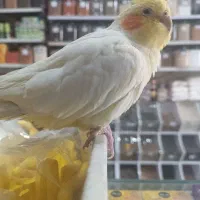 عروس هلندی گمشده|پرنده|مشهد, حجت|دیوار