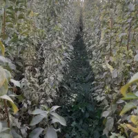 فروش نهال کبوده انگور گیلاس بادام زردآلو وغیره|خدمات باغبانی و درختکاری|میاندوآب, |دیوار