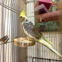 عروس هلندی