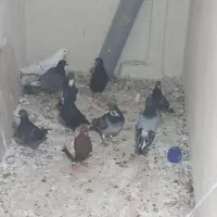 ۱۰عدد کفتر بوم، جوجه بوم پرشی|پرنده|مشهد, چهارچشمه|دیوار