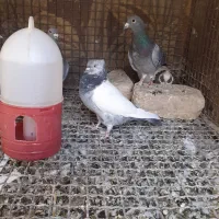 سینه سبزو طوقی