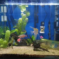 آکواریوم ماهی|ماهی|قشم, |دیوار