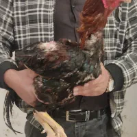 مرغ وخروس لاری