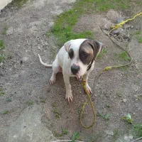 واگذاری پیت بول