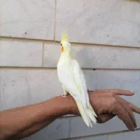 عروس هلندی لوتینو