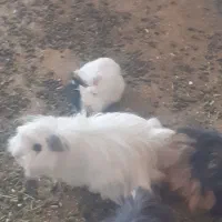 خوکچه همستر خرگوش