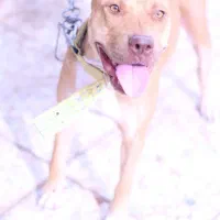 سگ پیتبول ماده