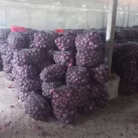 پیاز صادراتی منطقه بناب