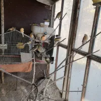 تعدادی قناری|پرنده|محمدشهر, همایون ویلا|دیوار