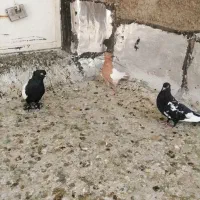 سینه زرد|پرنده|شیراز, شهرک گلها|دیوار