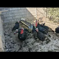 بوقلمون محلی اصل
