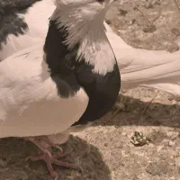 کبوتر طوقی|پرنده|کامیاران, |دیوار