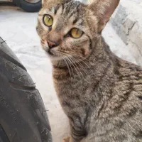 واگذاری گربه