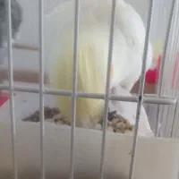 عروس هلندی|پرنده|جیرفت, |دیوار