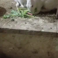 خرگوش نروماده