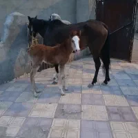 اسب مادیان و کره