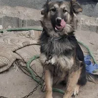 واگذاری توله ژرمن ماده