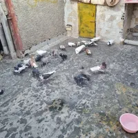 کفترا پرشی رنگی|پرنده|قزوین, |دیوار