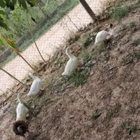 اردک